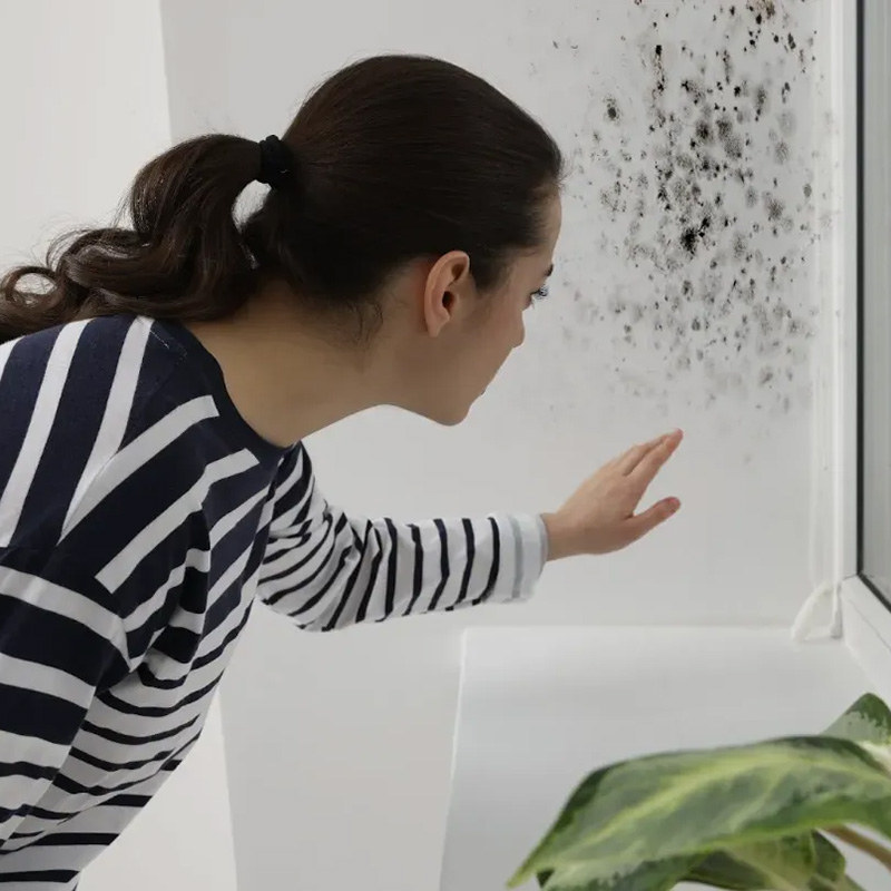 Mold Inspection and Remediation Cleveland OH