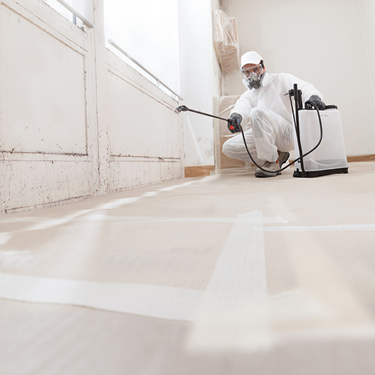 Mold Remediation and Removal Affordable