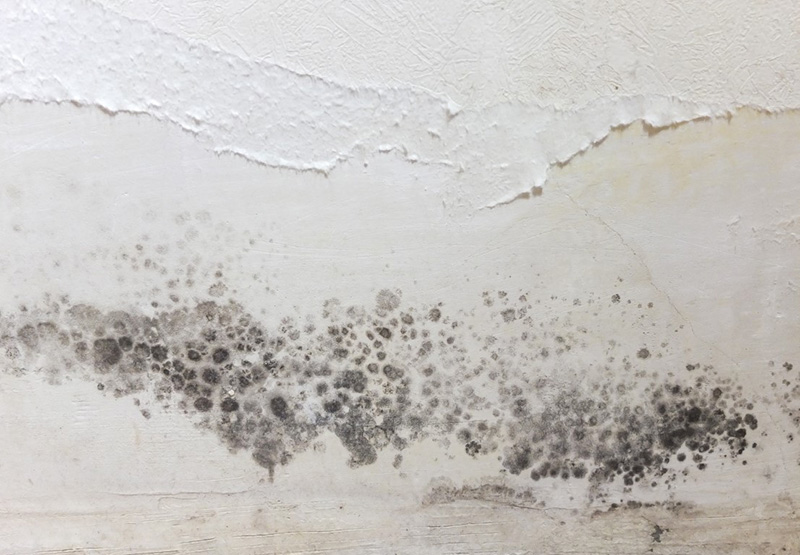 Mold Growth Hidden Water Damage