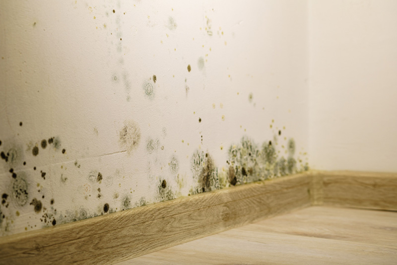 Why Mold Appearce TriGurad Restoration