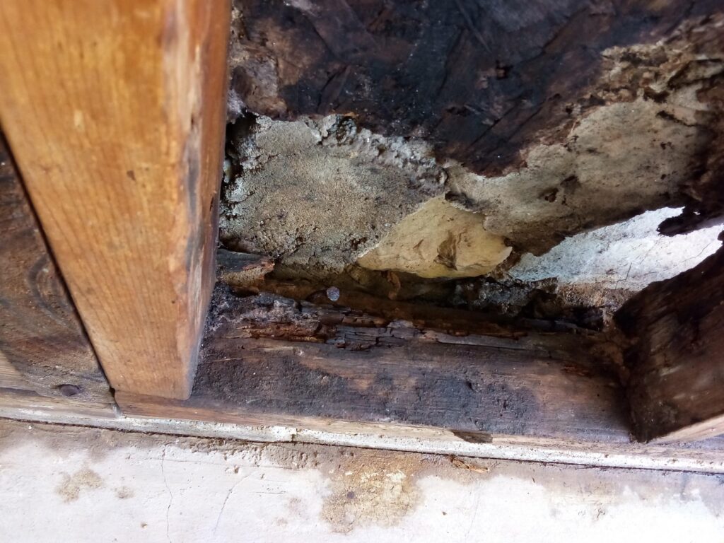 Mold and wood rot from long term water damage due to hidden leak in Parma and Independence Ohio home.